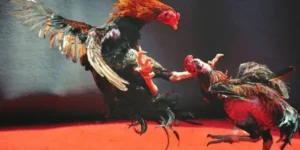 Chinh Phục Đá Gà WS168 Tại 188Loto Trở Thành Kê Thủ Bất Bại