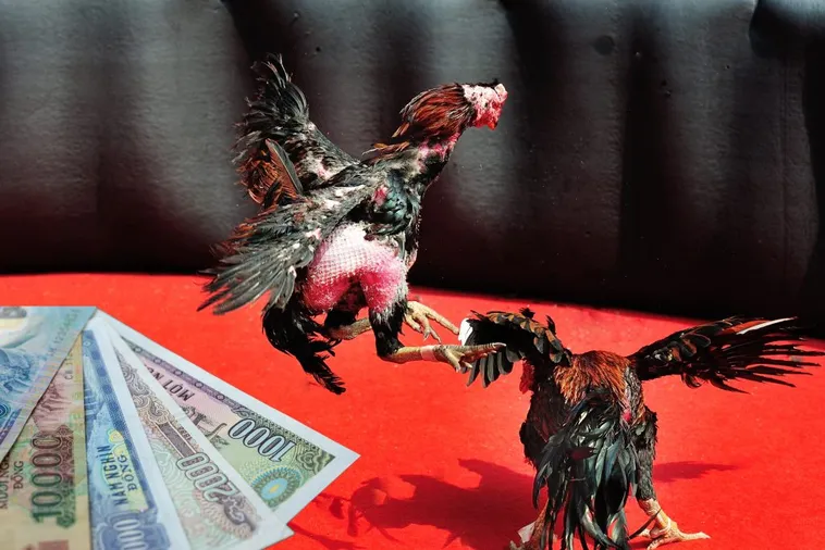 Bậc Thầy Đá Gà Sabong Tại 188Loto Bí Kíp Thắng Lớn Từ A Tới Z